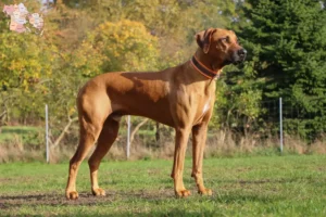 Read more about the article Rhodesian Ridgeback opdrættere og hvalpe i Syddanmark