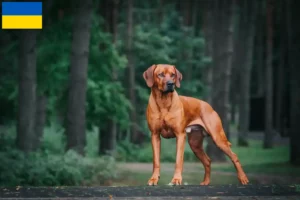 Read more about the article Rhodesian Ridgeback opdrættere og hvalpe i Ukraine