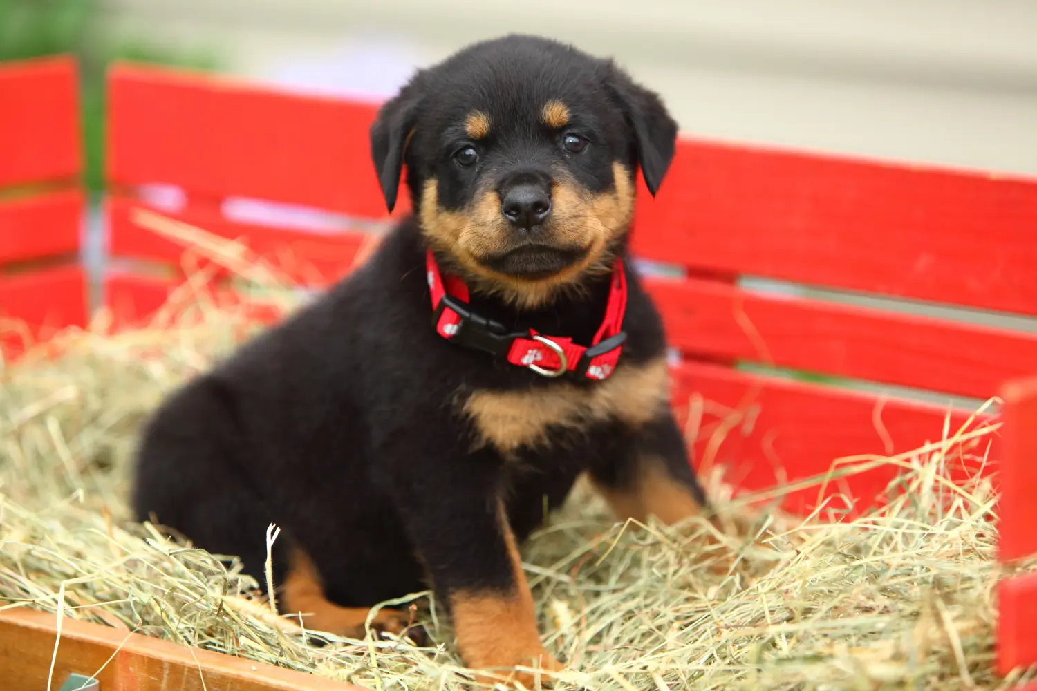 At købe en rottweilerhvalp betyder at tage ansvar! Køb rottweilerhvalpe.