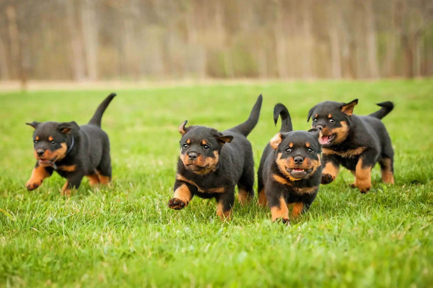 At købe en rottweilerhvalp betyder at tage ansvar! Køb rottweilerhvalpe.