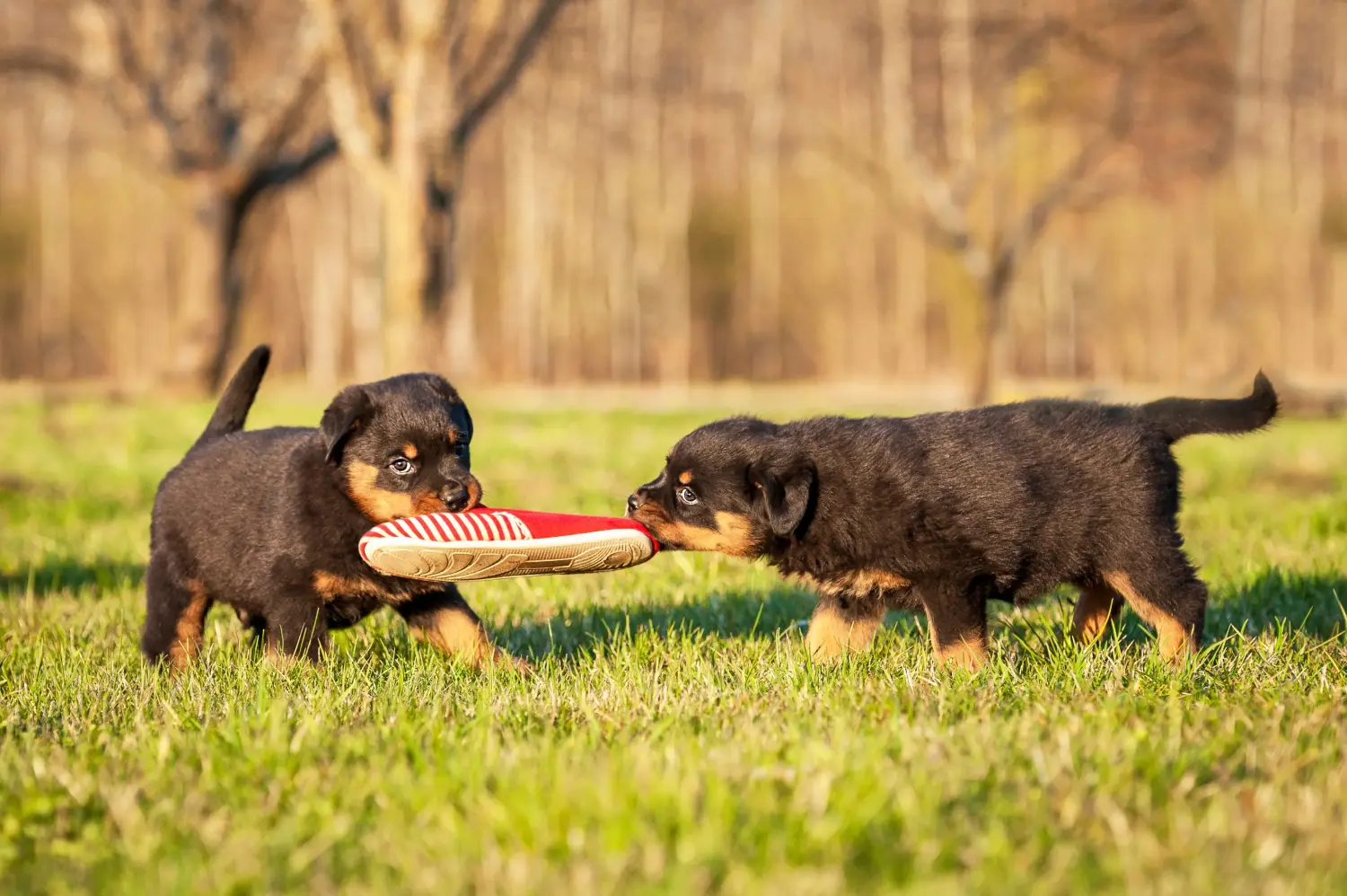 At købe en rottweilerhvalp betyder at tage ansvar! Køb rottweilerhvalpe.