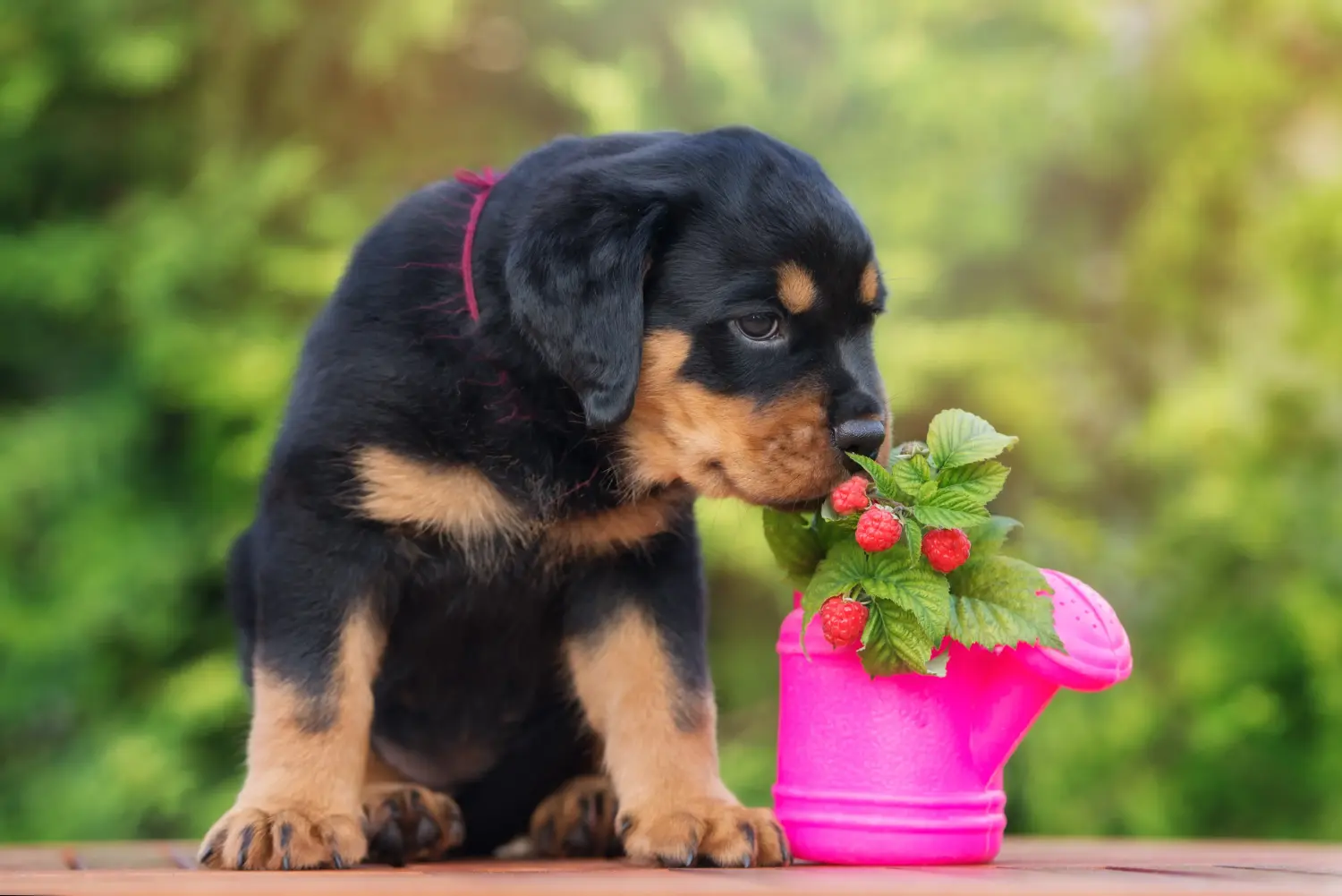 At købe en rottweilerhvalp betyder at tage ansvar! Køb rottweilerhvalpe.
