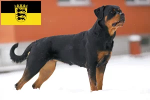 Read more about the article Rottweileropdrættere og hvalpe i Baden-Württemberg