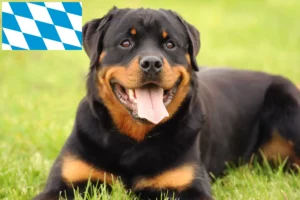 Read more about the article Rottweileropdrættere og hvalpe i Bayern