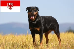 Read more about the article Rottweileropdrættere og hvalpe i Brandenburg
