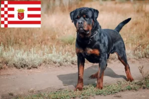 Read more about the article Rottweiler opdrættere og hvalpe i Bremen