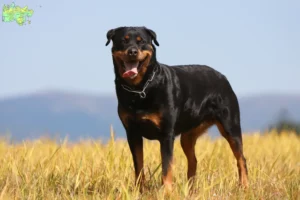 Read more about the article Rottweiler opdrættere og hvalpe i Midtjylland