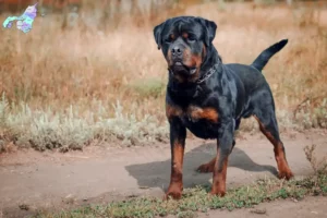 Read more about the article Rottweileropdrættere og hvalpe i Nordjylland