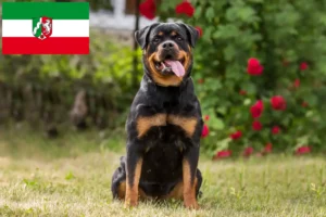 Read more about the article Rottweileropdrættere og hvalpe i Nordrhein-Westfalen