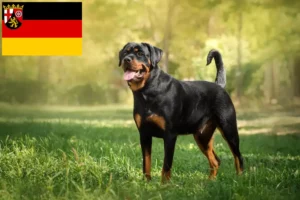 Read more about the article Rottweileropdrættere og hvalpe i Rheinland-Pfalz