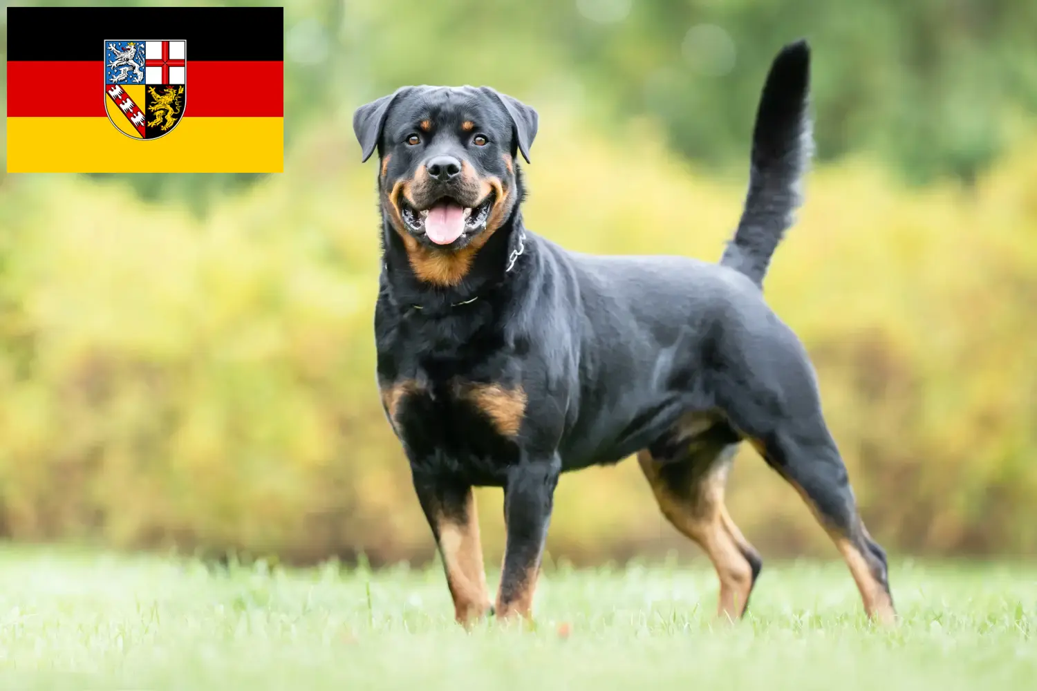 Rottweilerhvalpe og opdrættere Saarland Her kan du finde Rottweiler-opdrættere i Saarland.