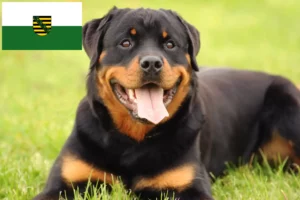 Read more about the article Rottweileropdrættere og hvalpe i Sachsen