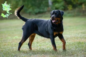 Read more about the article Rottweileropdrættere og hvalpe på Sjælland
