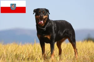 Read more about the article Rottweileropdrættere og hvalpe i Thüringen