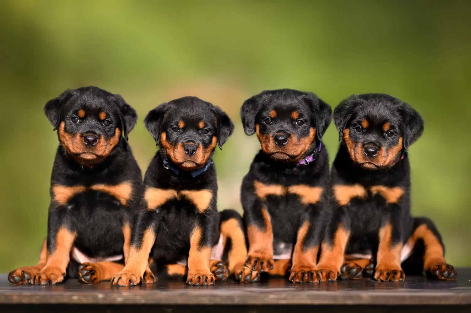 At købe en rottweilerhvalp betyder at tage ansvar! Køb rottweilerhvalpe.
