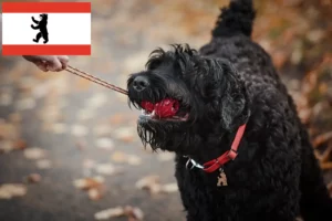 Read more about the article Russisk sort terrier opdrætter og hvalpe i Berlin