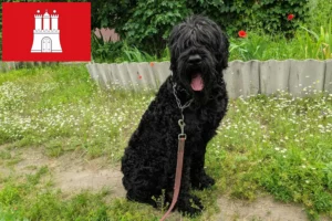 Read more about the article Russisk sort terrier opdrætter og hvalpe i Hamborg