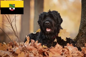 Read more about the article Russisk sort terrier opdrætter og hvalpe i Sachsen-Anhalt
