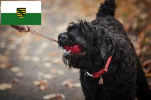 Read more about the article Russisk sort terrier opdrætter og hvalpe i Sachsen