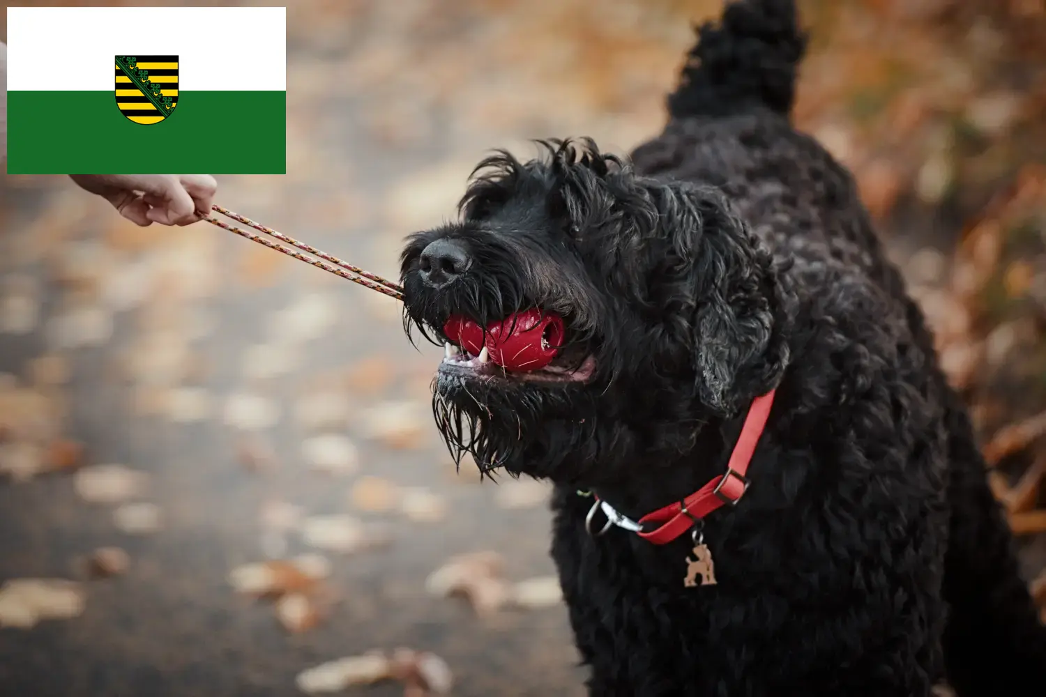Read more about the article Russisk sort terrier opdrætter og hvalpe i Sachsen