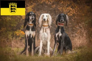 Read more about the article Saluki opdrættere og hvalpe i Baden-Württemberg