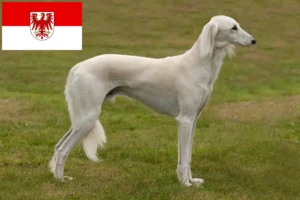 Read more about the article Saluki opdrættere og hvalpe i Brandenburg