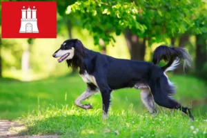 Read more about the article Saluki opdrættere og hvalpe i Hamborg