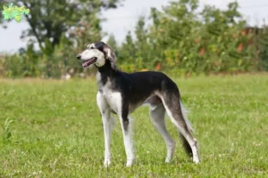 Read more about the article Saluki opdrættere og hvalpe i Midtjylland