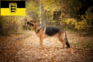 Read more about the article Hyrdehundeopdrættere og hvalpe i Baden-Württemberg