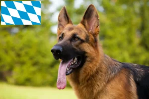 Read more about the article Hyrdehundeopdrættere og hvalpe i Bayern
