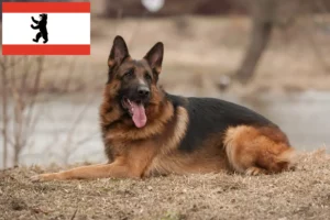 Read more about the article Hyrdehundeopdrættere og hvalpe i Berlin