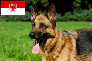Read more about the article Hyrdehundeopdrættere og hvalpe i Brandenburg