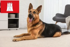 Read more about the article Hyrdehundeopdrættere og hvalpe i Hamborg