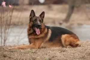 Read more about the article Hyrdehundeopdrættere og hvalpe i Hovedstaden