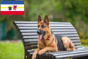 Read more about the article Hyrdehundeopdrættere og hvalpe i Mecklenburg-Vorpommern