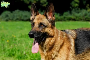 Read more about the article Hyrdehundeopdrættere og hvalpe i Midtjylland