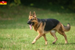 Read more about the article Hyrdehundeopdrættere og hvalpe i Niedersachsen