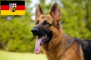 Read more about the article Hyrdehundeopdrættere og hvalpe i Saarland