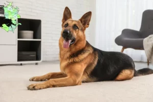 Read more about the article Hyrdehundeopdrættere og hvalpe på Sjælland