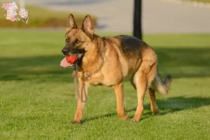 Read more about the article Hyrdehundeopdrættere og hvalpe i Syddanmark