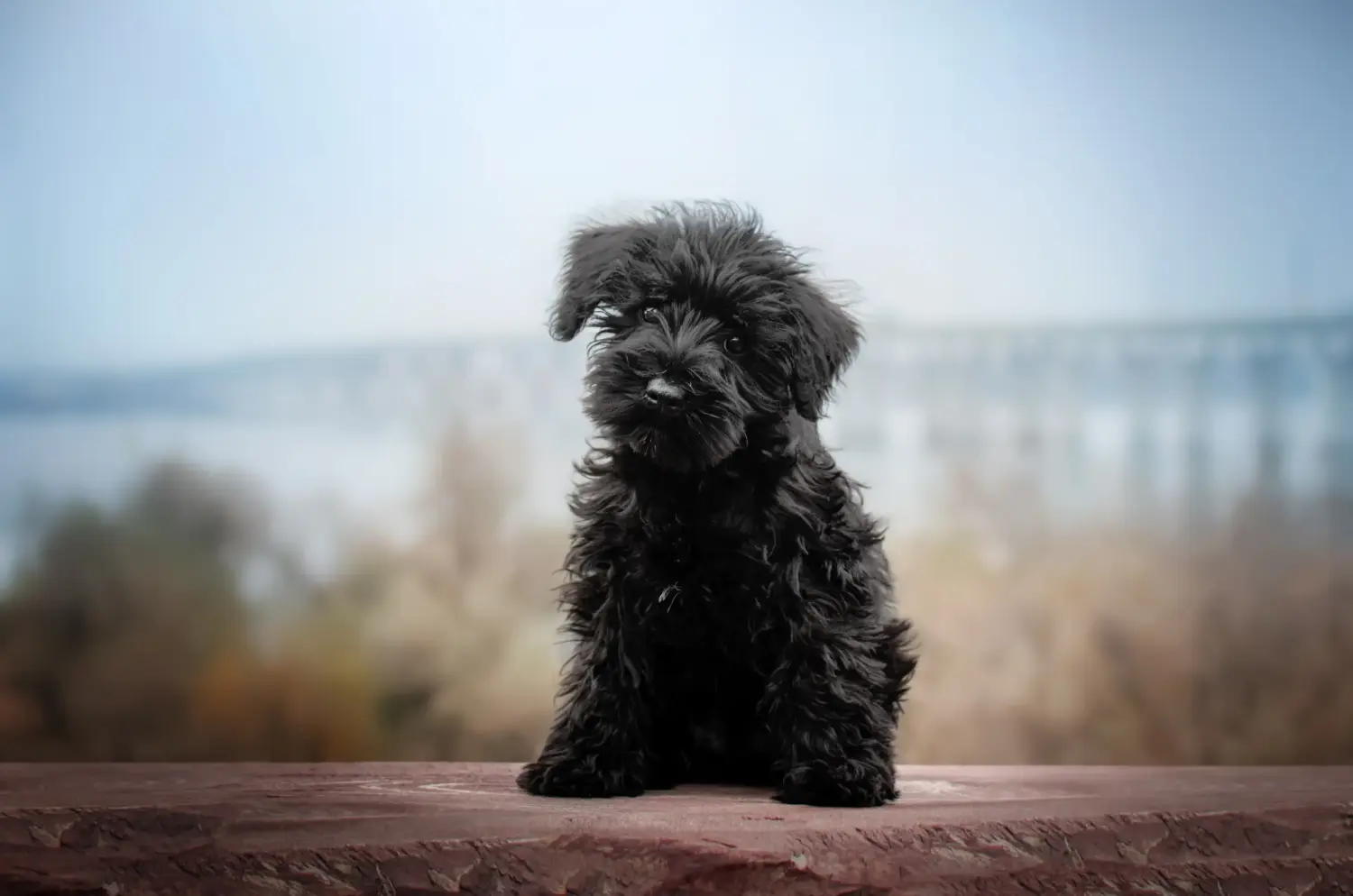 At købe en schnauzerhvalp betyder at tage ansvar! Køb schnauzerhvalpe.