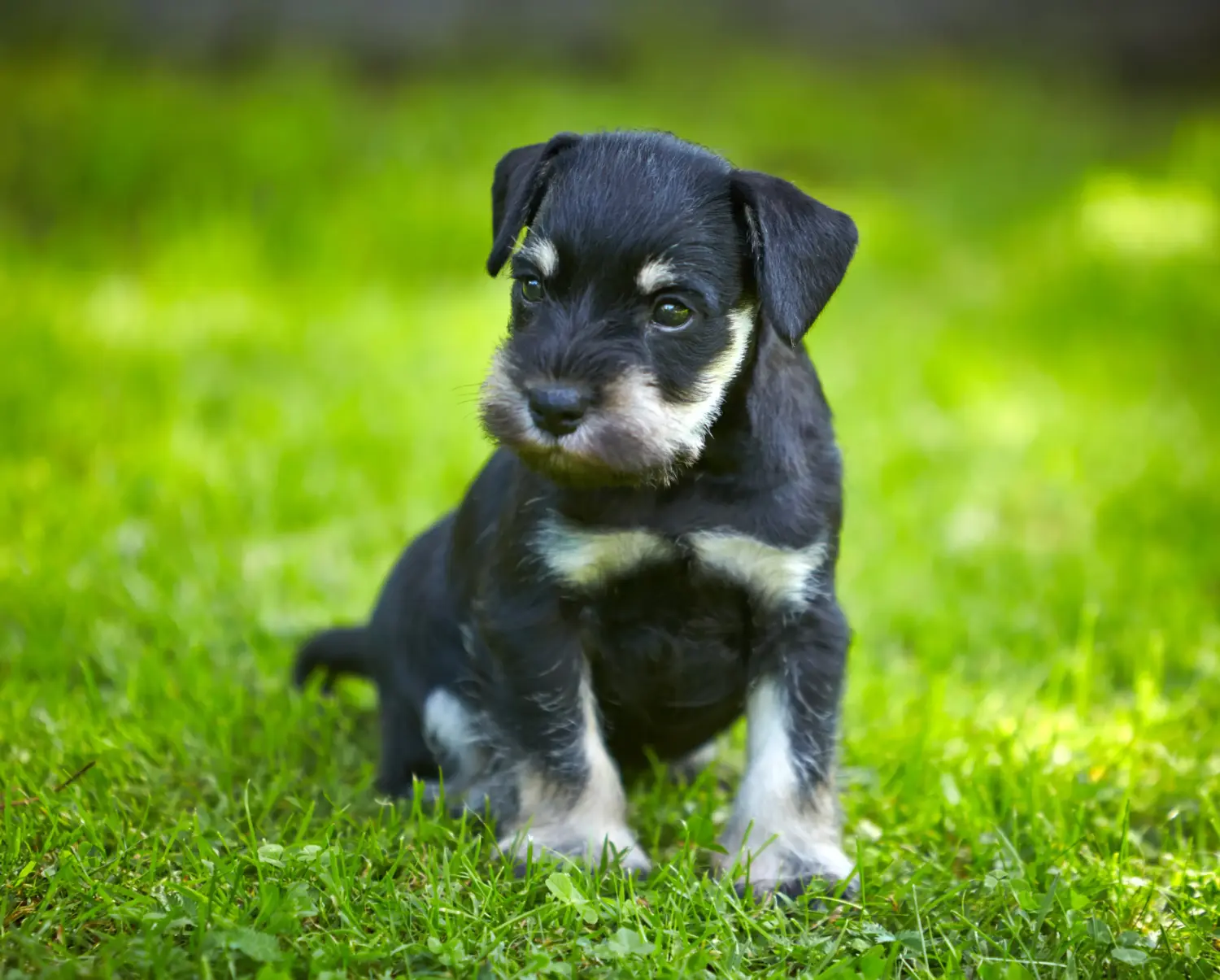 At købe en schnauzerhvalp betyder at tage ansvar! Køb schnauzerhvalpe.