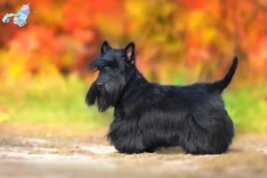 Read more about the article Scottish Terrier opdrættere og hvalpe i Nordjylland