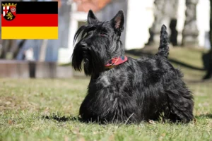 Read more about the article Scottish Terrier opdrættere og hvalpe i Rheinland-Pfalz