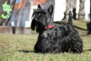 Read more about the article Scottish Terrier opdrættere og hvalpe på Sjælland