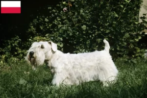 Read more about the article Sealyham Terrier opdrættere og hvalpe i Polen