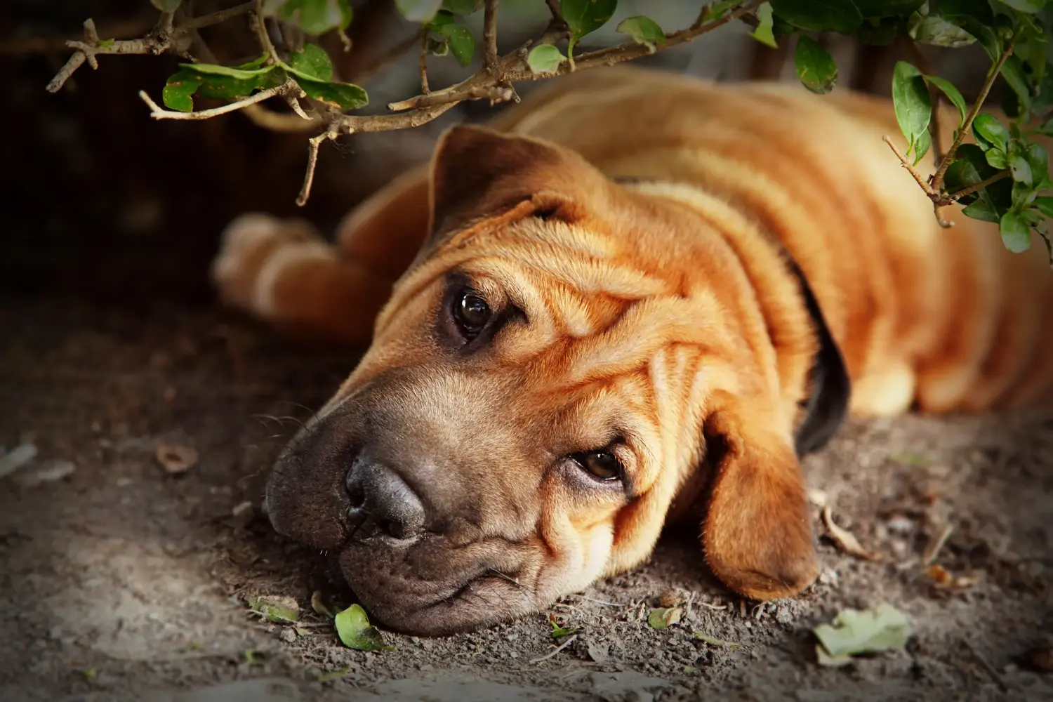At købe en Shar Pei-hvalp betyder at tage ansvar! Køb Shar Pei-hvalpe.