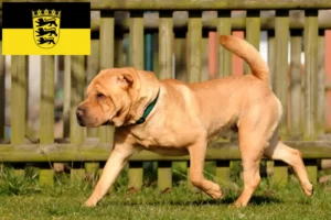 Read more about the article Shar Pei-opdrættere og hvalpe i Baden-Württemberg