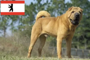 Read more about the article Shar Pei-opdrættere og hvalpe i Berlin