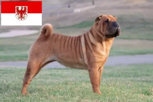 Read more about the article Shar Pei-opdrættere og hvalpe i Brandenburg